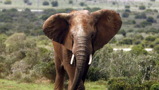 african elephants Voi rừng ngày càng biến mất dần ở Ken