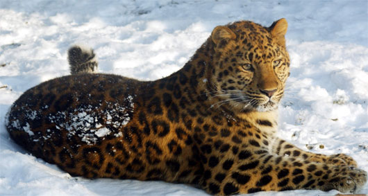 amur leopard Danh sách mười loại động vật cần được bảo vệ khẩn cấp năm 2014