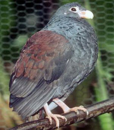 chim dodo Danh sách mười loại động vật cần được bảo vệ khẩn cấp năm 2014