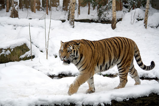 ho siberian Danh sách mười loại động vật cần được bảo vệ khẩn cấp năm 2014