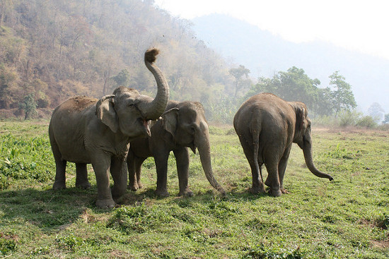 thailan elephant Thái Lan: tăng cường những nổ lực bảo vệ voi