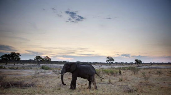 voi chet vi ngo doc Zimbabwe: Hàng chục chú voi chết vì trúng phải độc