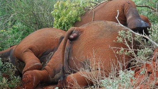 voi chet Trừng phạt thẳng tay, không khoan nhượng với những kẻ săn trộm voi