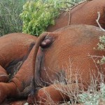 Thi thể ba con voi bị bọn săn trộm sát hại vào giữa tháng 1 năm nay tại Kenya.