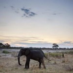 Một con voi châu Phi ở công viên quốc gia Hwange, Zimbabwe